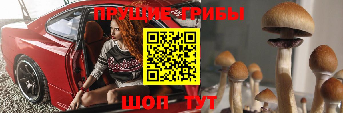 Псилоцибиновые грибы Cubensis Тутаев